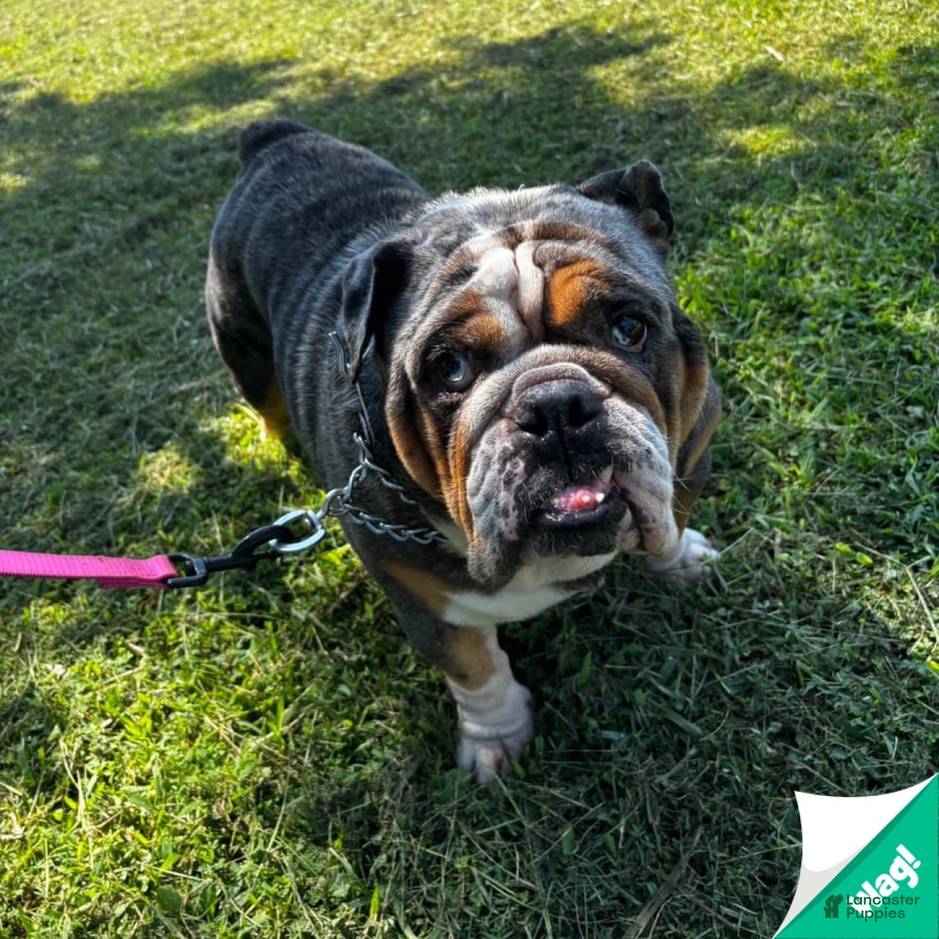 English Bulldog dogs English Bulldog 1 - Ad 1