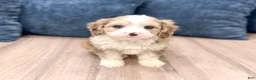 Cavapoo dogs for sale: Wally - Ad 2