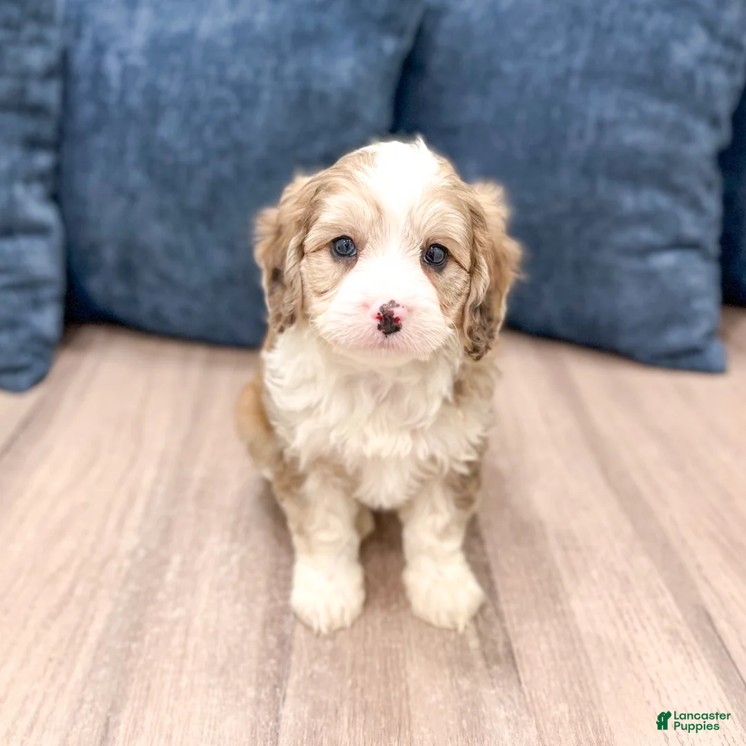 Cavapoo dogs for sale: Wally - Ad 2