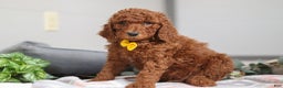 Standard Poodle dogs for sale: Asher AKC - Ad 3