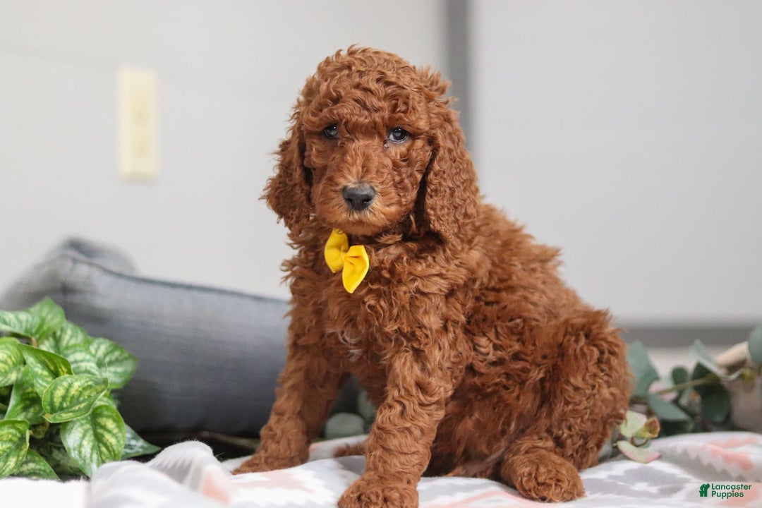 Standard Poodle dogs for sale: Asher AKC - Ad 3
