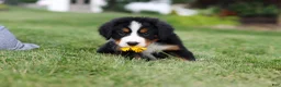 Bernese Mountain Dog dogs for sale: Victor - Ad 9