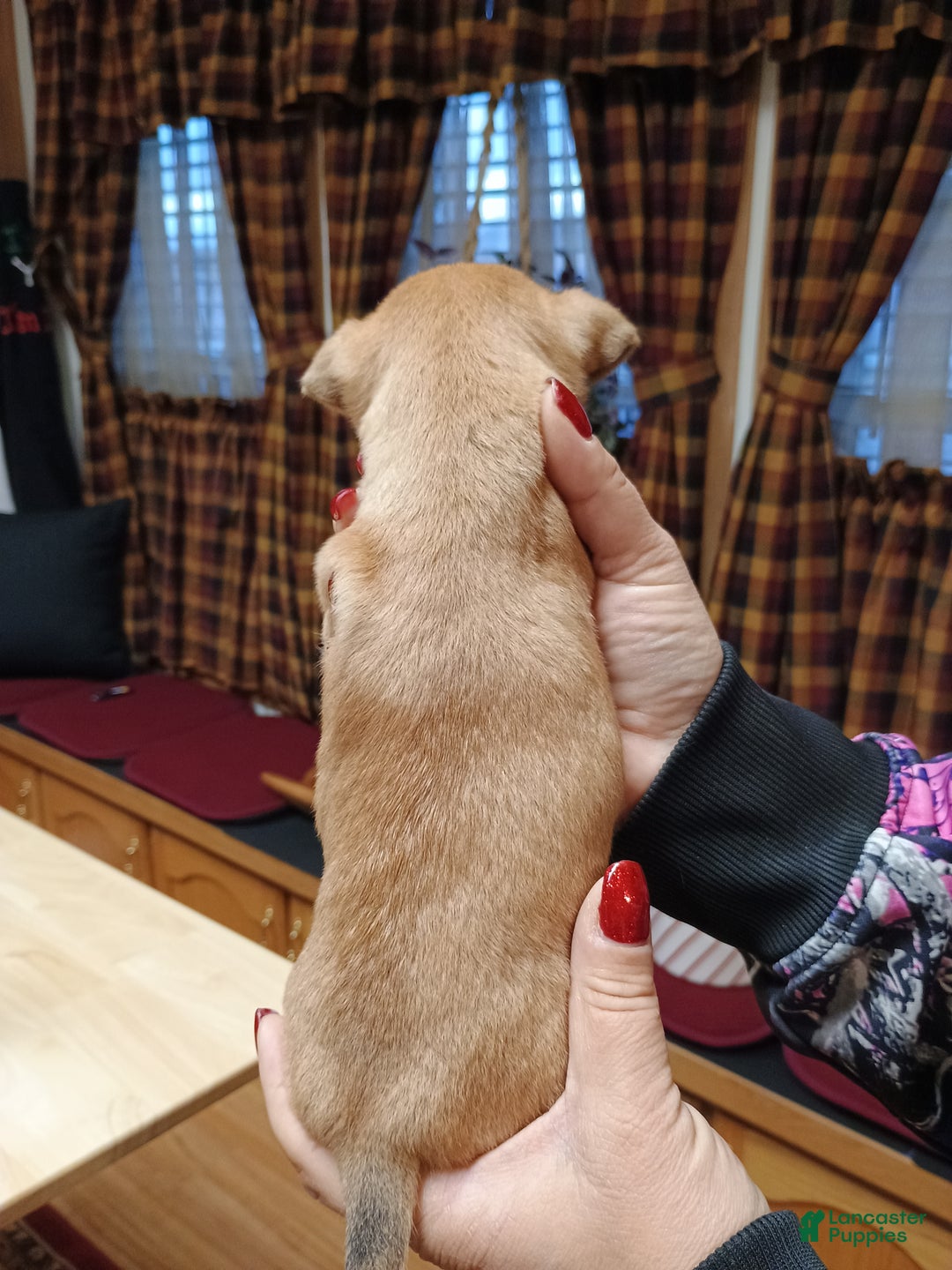 Chihuahua dogs for sale: Winnie - Ad 3