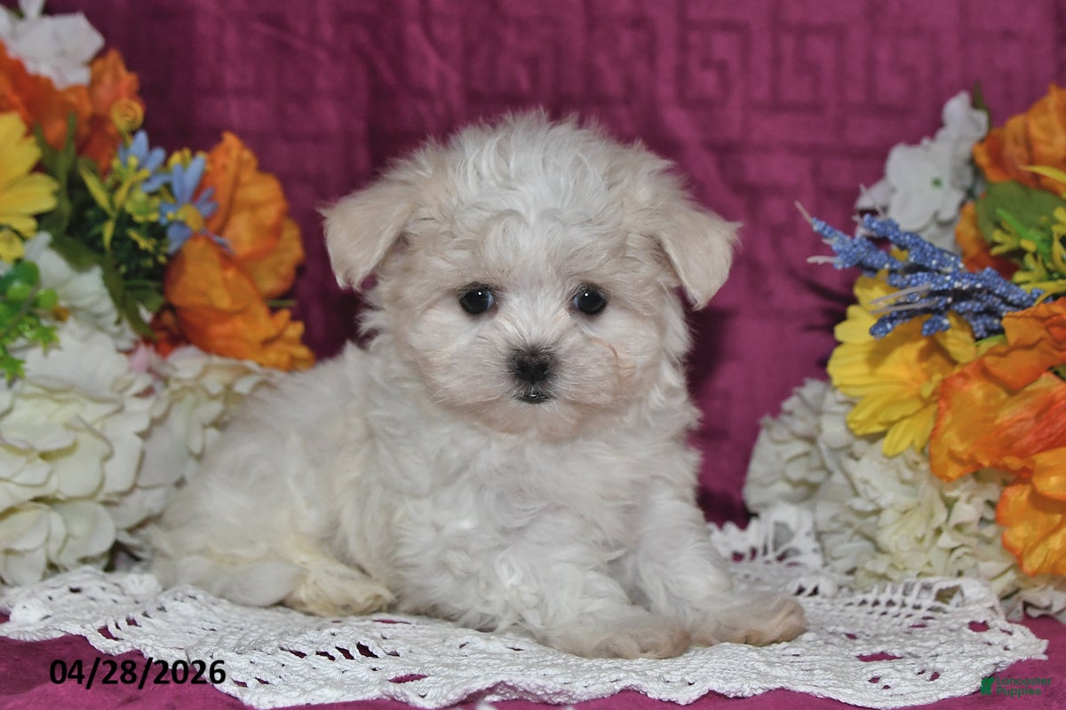 Maltese dogs Tori - Ad 2