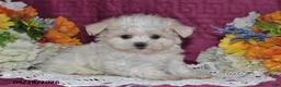 Maltese dogs for sale: Tori - Ad 2