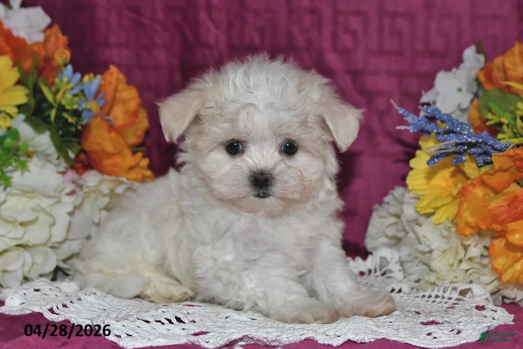 Maltese dogs for sale: Tori - Ad 2