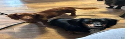 Dachshund dogs for sale: Dachshund 2 - Ad 7