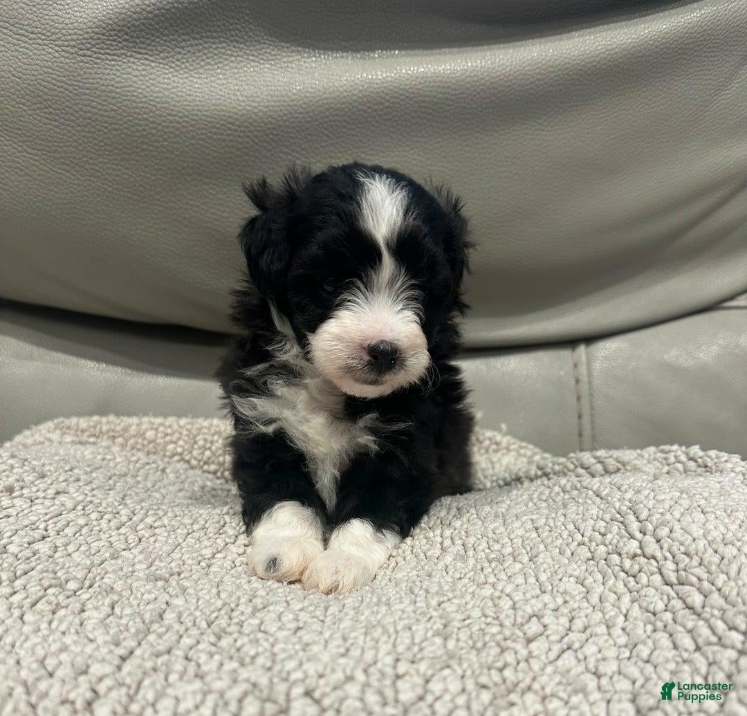 Maltipoo dogs for sale: Kayla - Ad 1