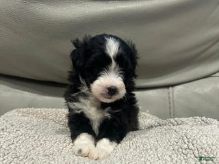 Maltipoo dogs Kayla - Ad 35