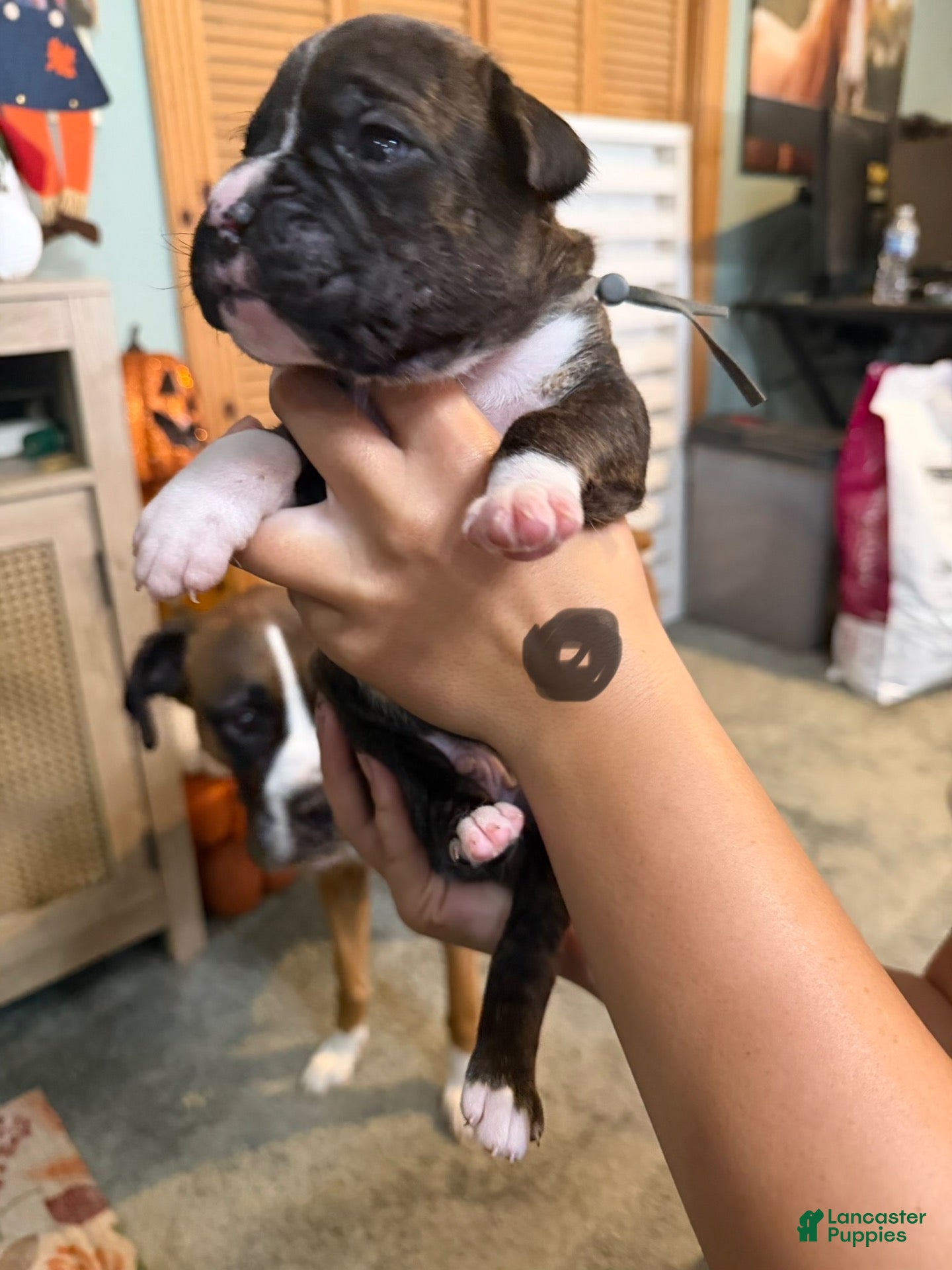 Boxer