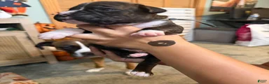 Boxer 6