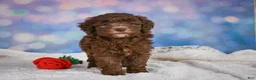 Mini Goldendoodle dogs for sale: Cliffy - Ad 8