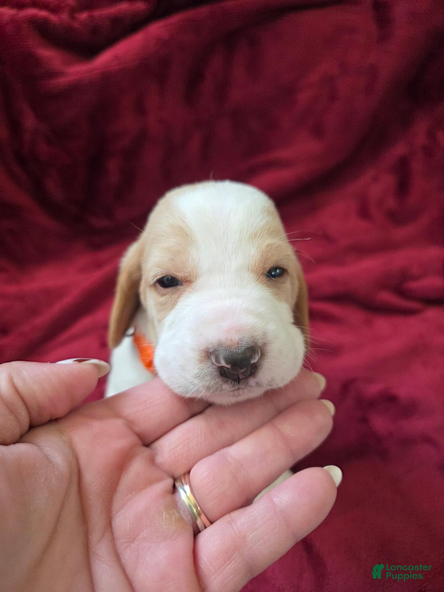 Basset Hound dogs for sale: Basset Hound 9 - Ad 23