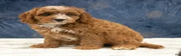 Cavapoo dogs for sale: Benson - Ad 4