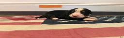 Bernese Mountain Dog dogs for sale: Orange - Ad 8