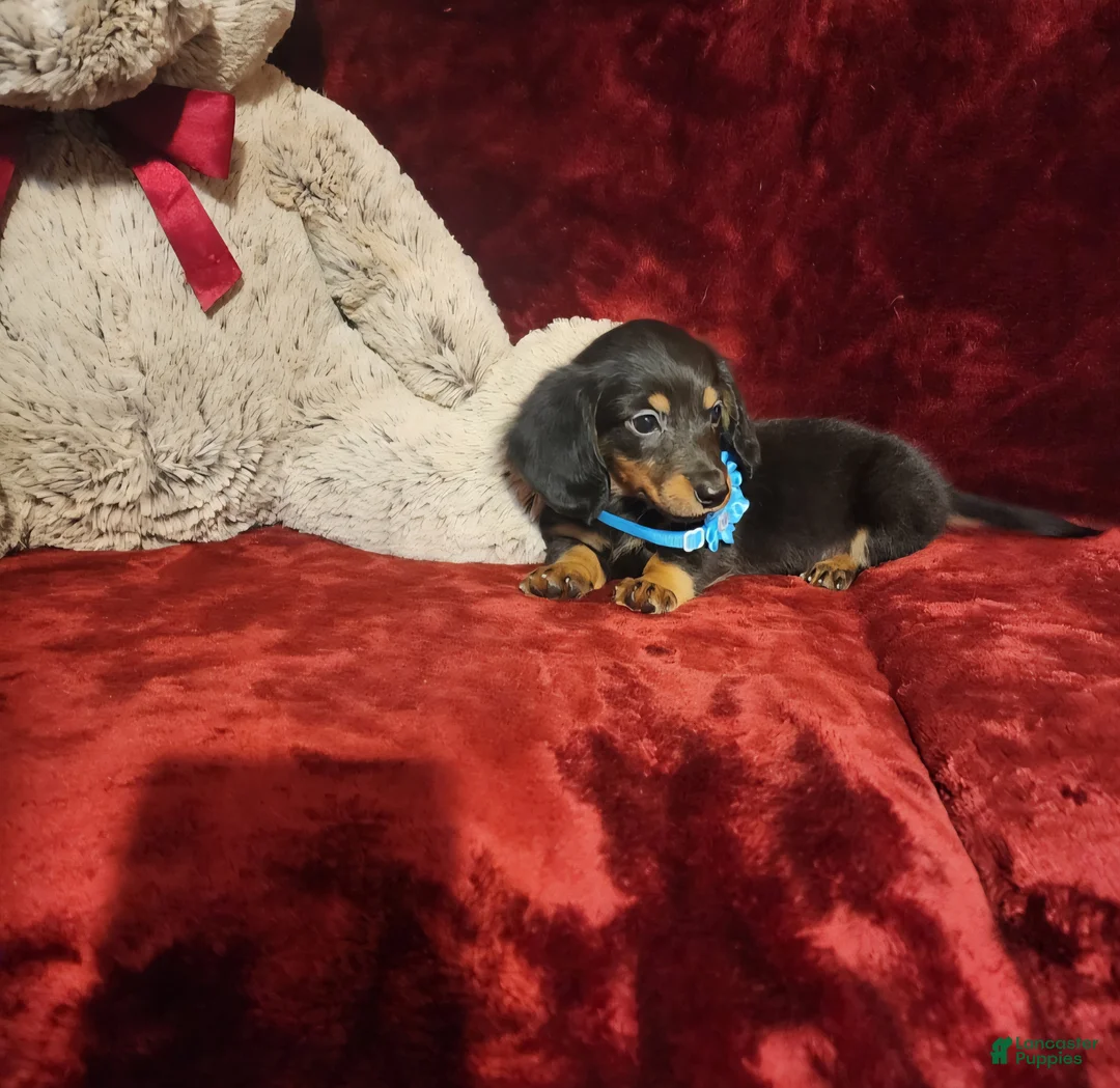 Miniature Dachshund dogs for sale: RYDER - Ad 2