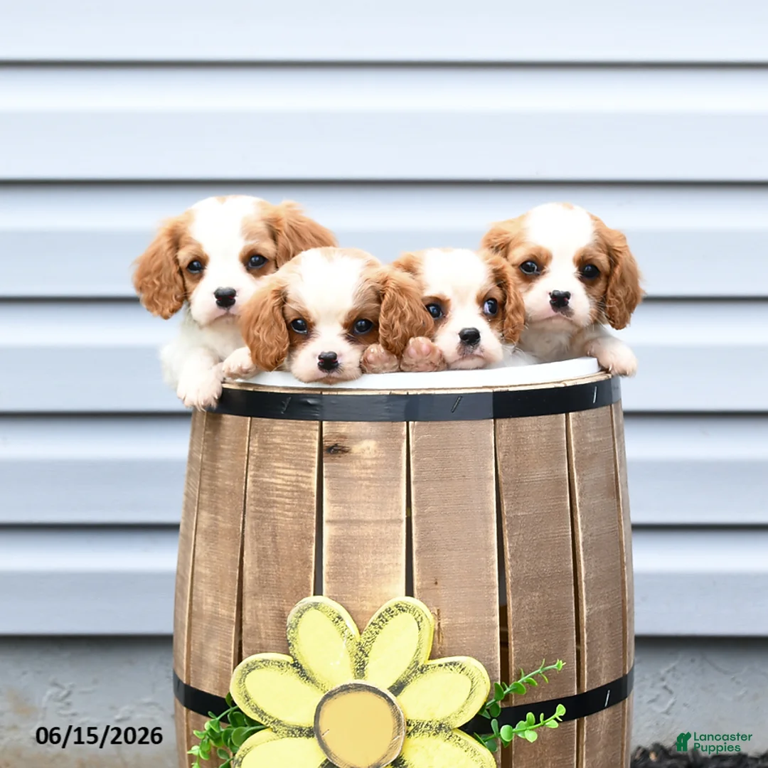 Cavalier King Charles Spaniel dogs for sale: Crispin - Ad 5