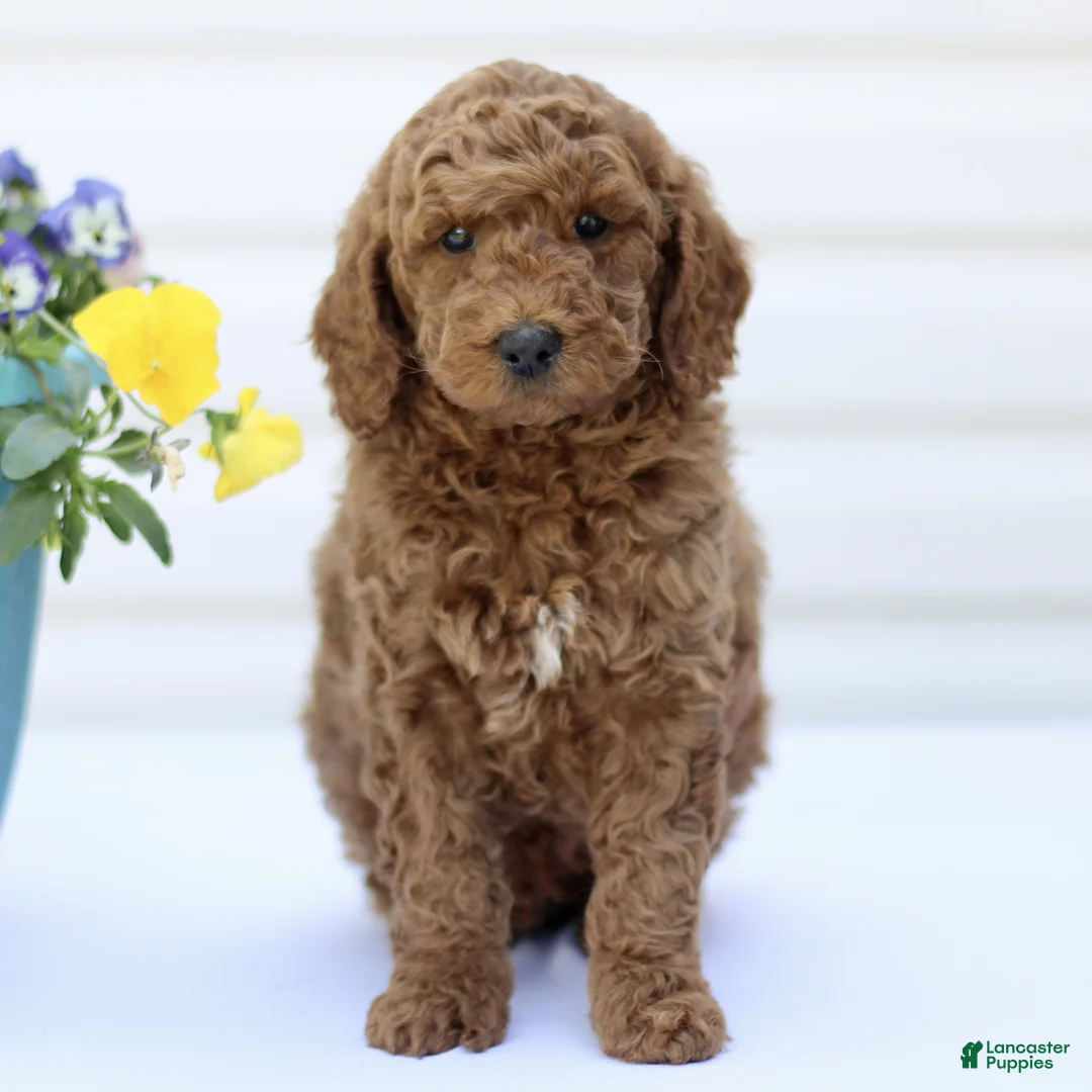 Mini Goldendoodle dogs for sale: Sam  - Ad 2