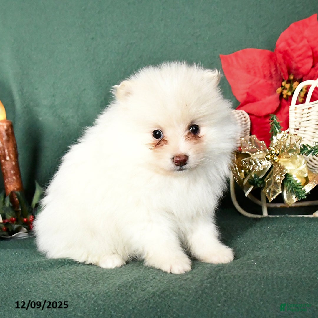 Pomeranian dogs for sale: Rita - Ad 2