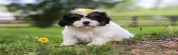 Shih Tzu dogs for sale: Fern - Ad 6
