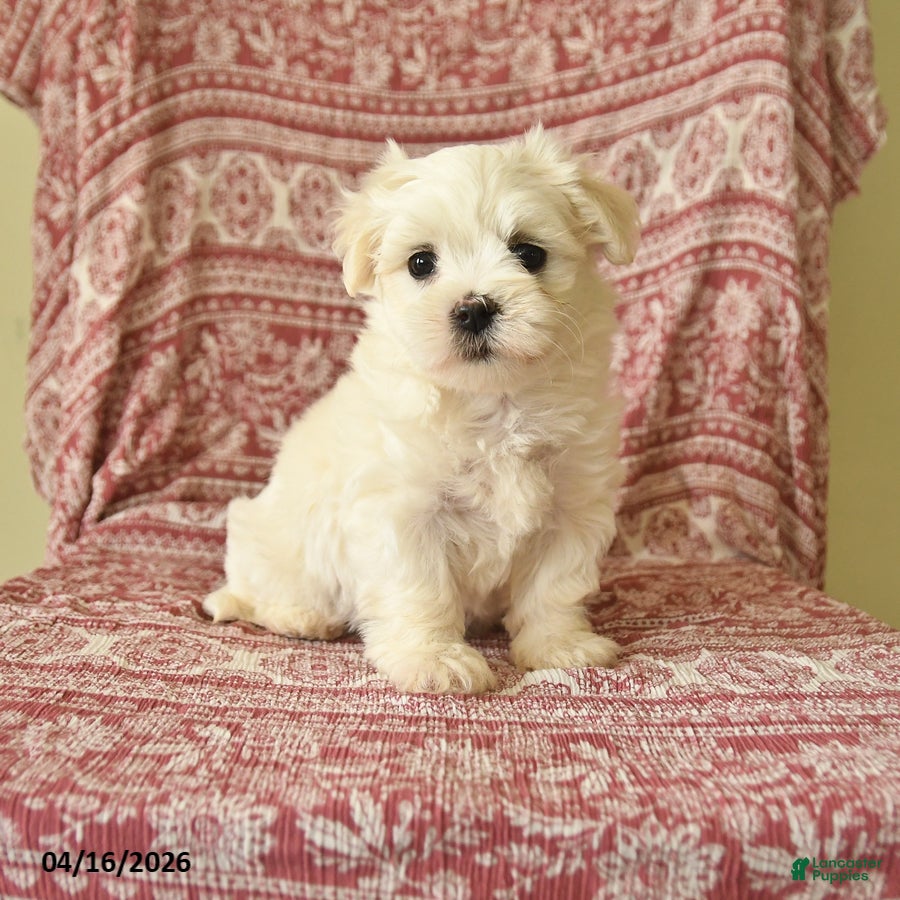 Maltese dogs Olivia - Ad 1