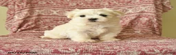 Maltese dogs for sale: Olivia - Ad 1