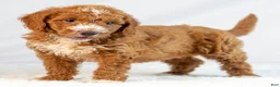 Mini Goldendoodle dogs for sale: Marley - Ad 6