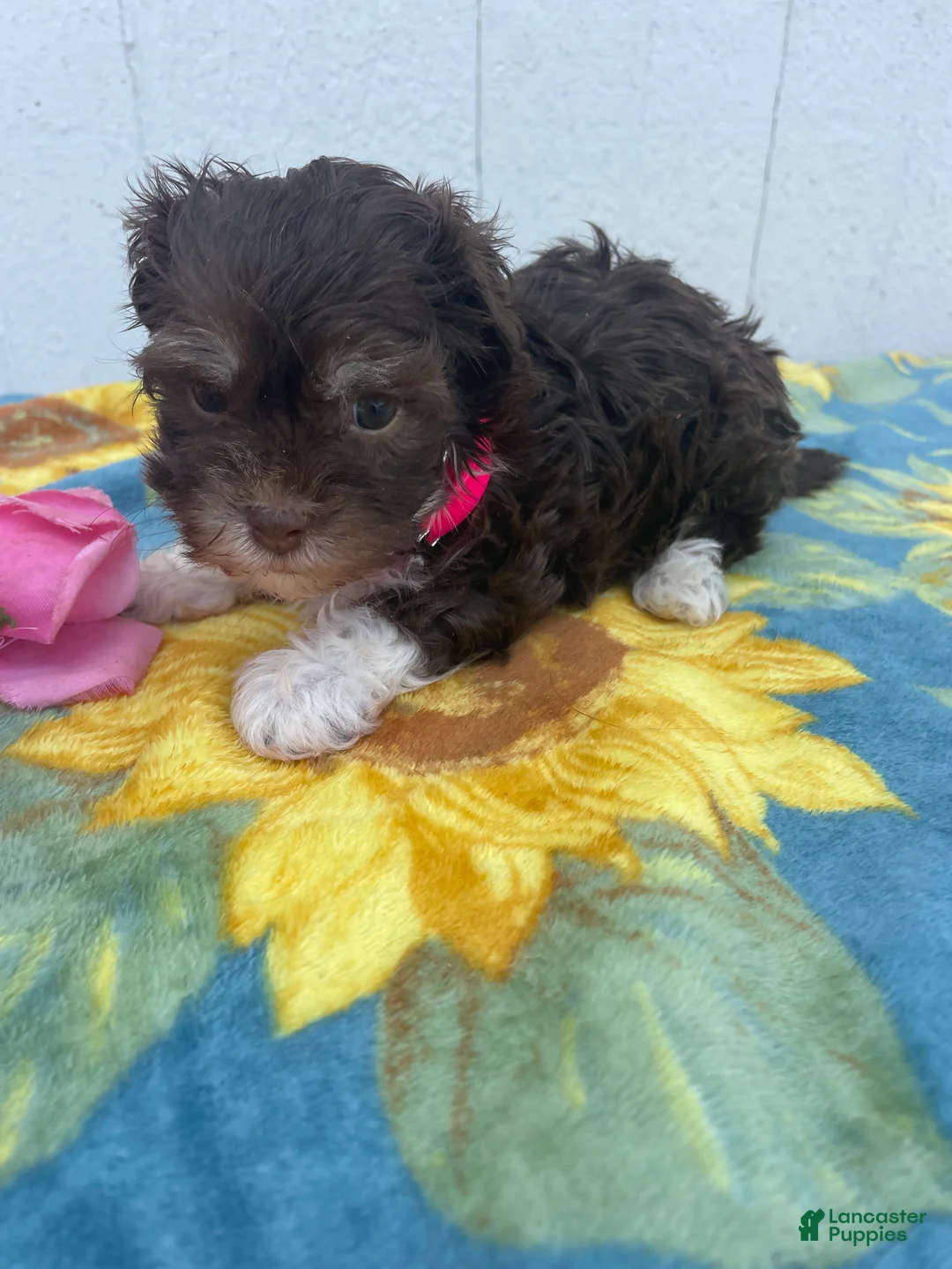 Havanese dogs for sale: Cuddles - Ad 2