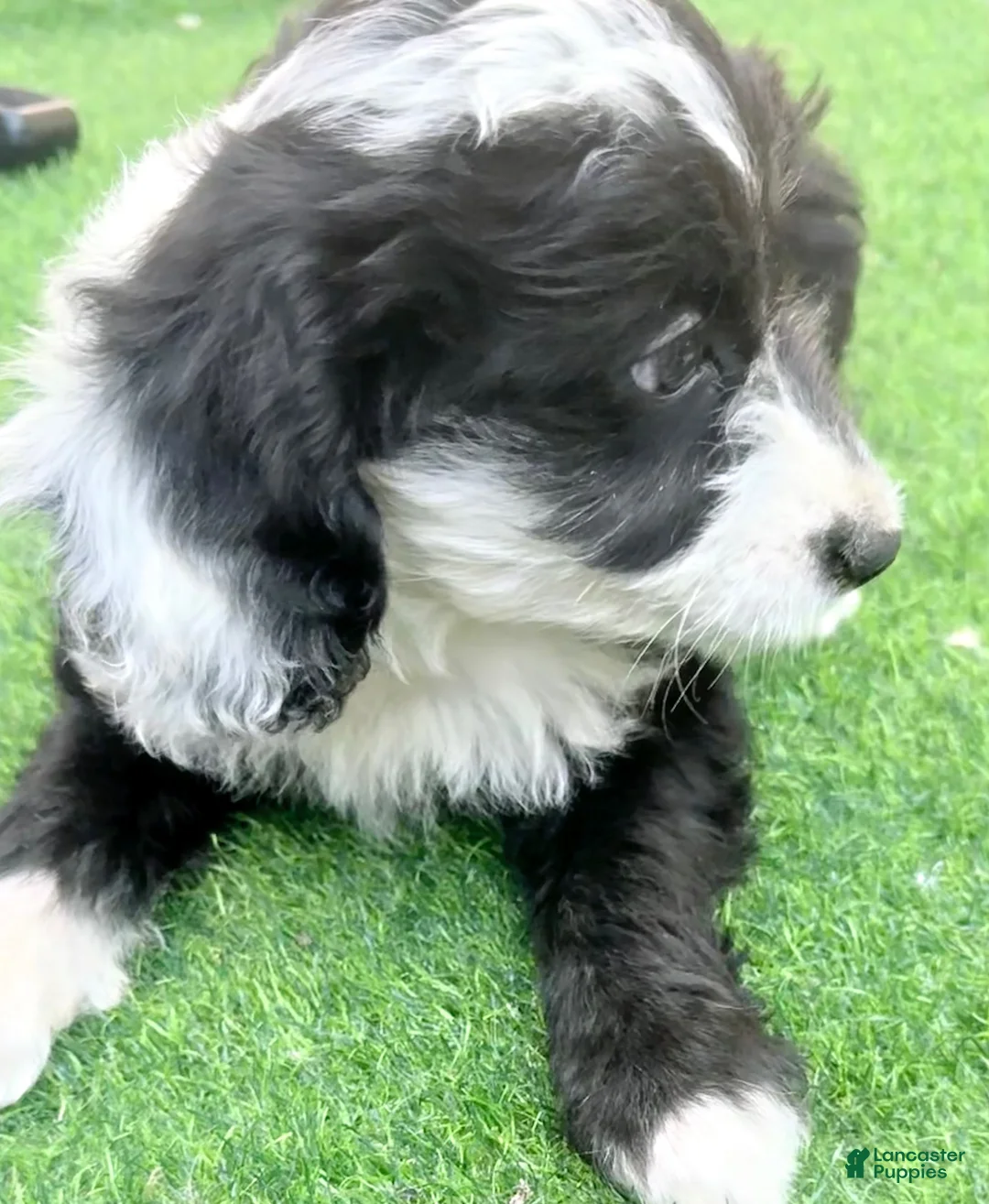 Mini Aussiedoodle dogs for sale: Liam - Ad 4