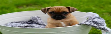 Maverick 