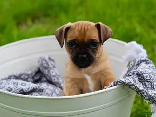 Jug dogs for sale: Maverick - Ad 3