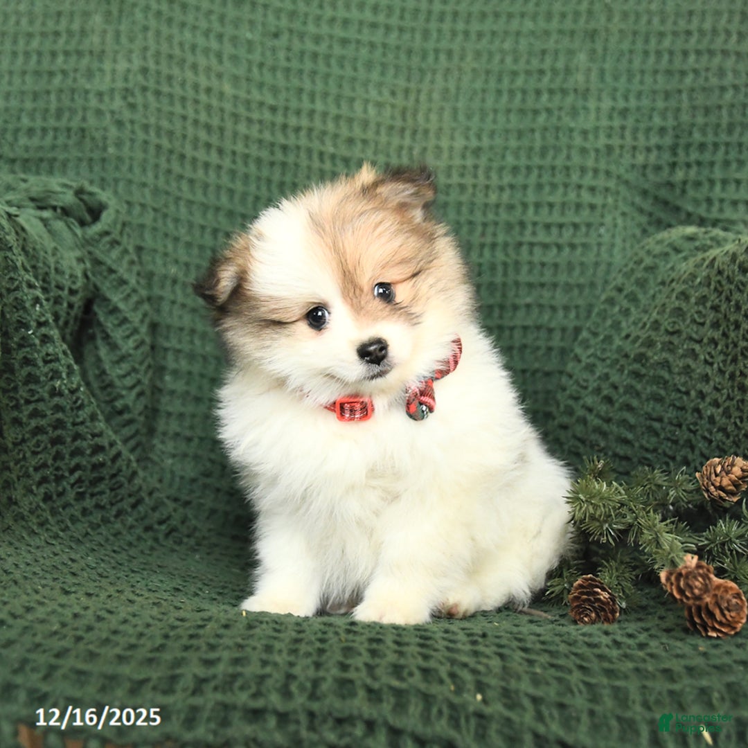 Pomeranian dogs for sale: Bethany - Ad 1