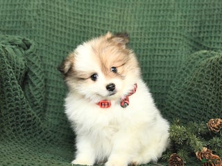 Pomeranian dogs Bethany - Ad 16