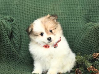 Pomeranian dogs Bethany - Ad 32