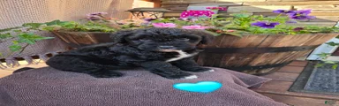 Tom