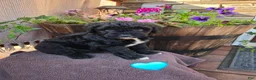 Aussiedoodle dogs for sale: Tom - Ad 1