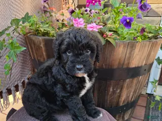 Aussiedoodle dogs for sale: Tom - Ad 1