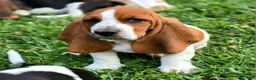 Basset Hound dogs for sale: Lorhold - Ad 3