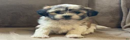 Shih Tzu dogs for sale: Callie - Ad 9