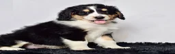 Bernedoodle dogs for sale: Mr. Hudson - Ad 4