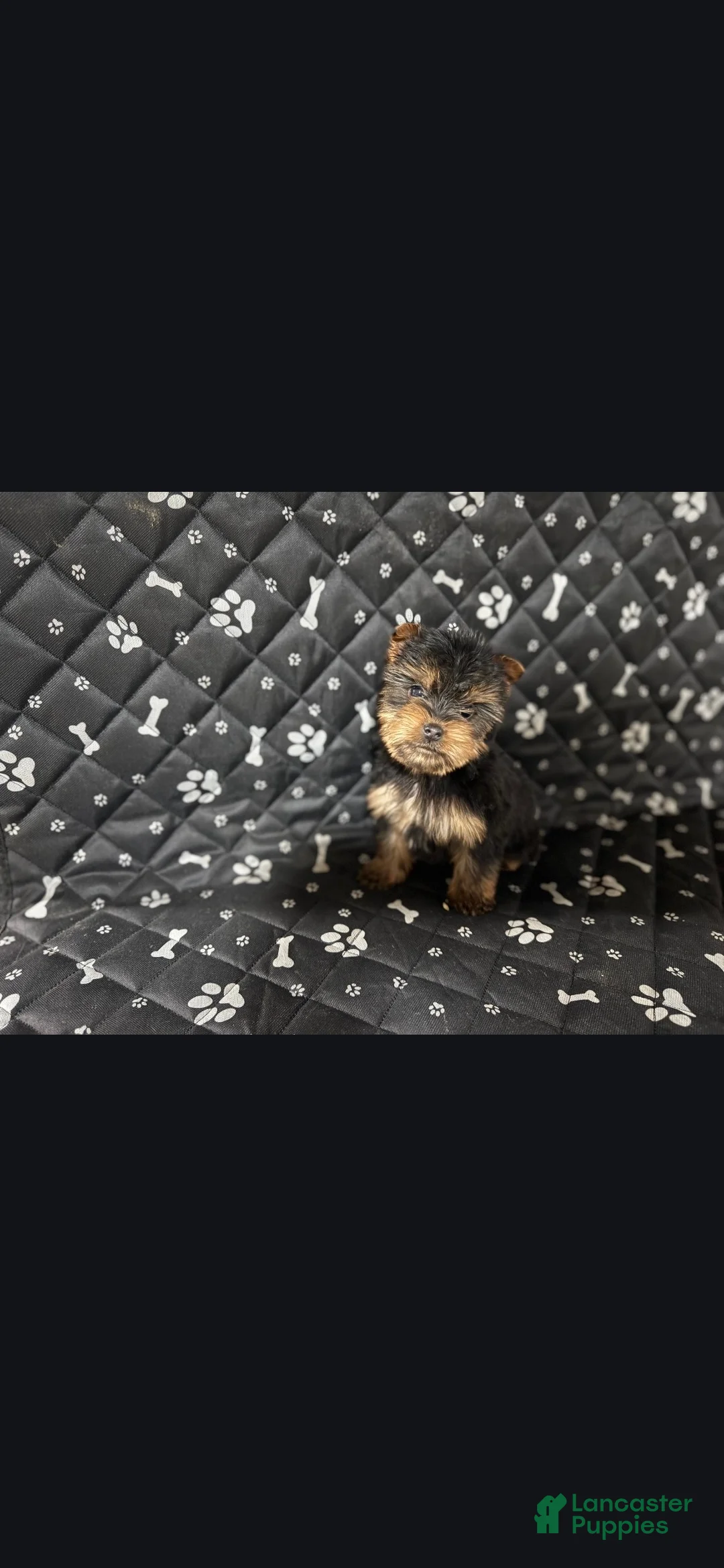 Yorkshire Terrier dogs for sale: Yorkshire Terrier Puppy 1 - Ad 2