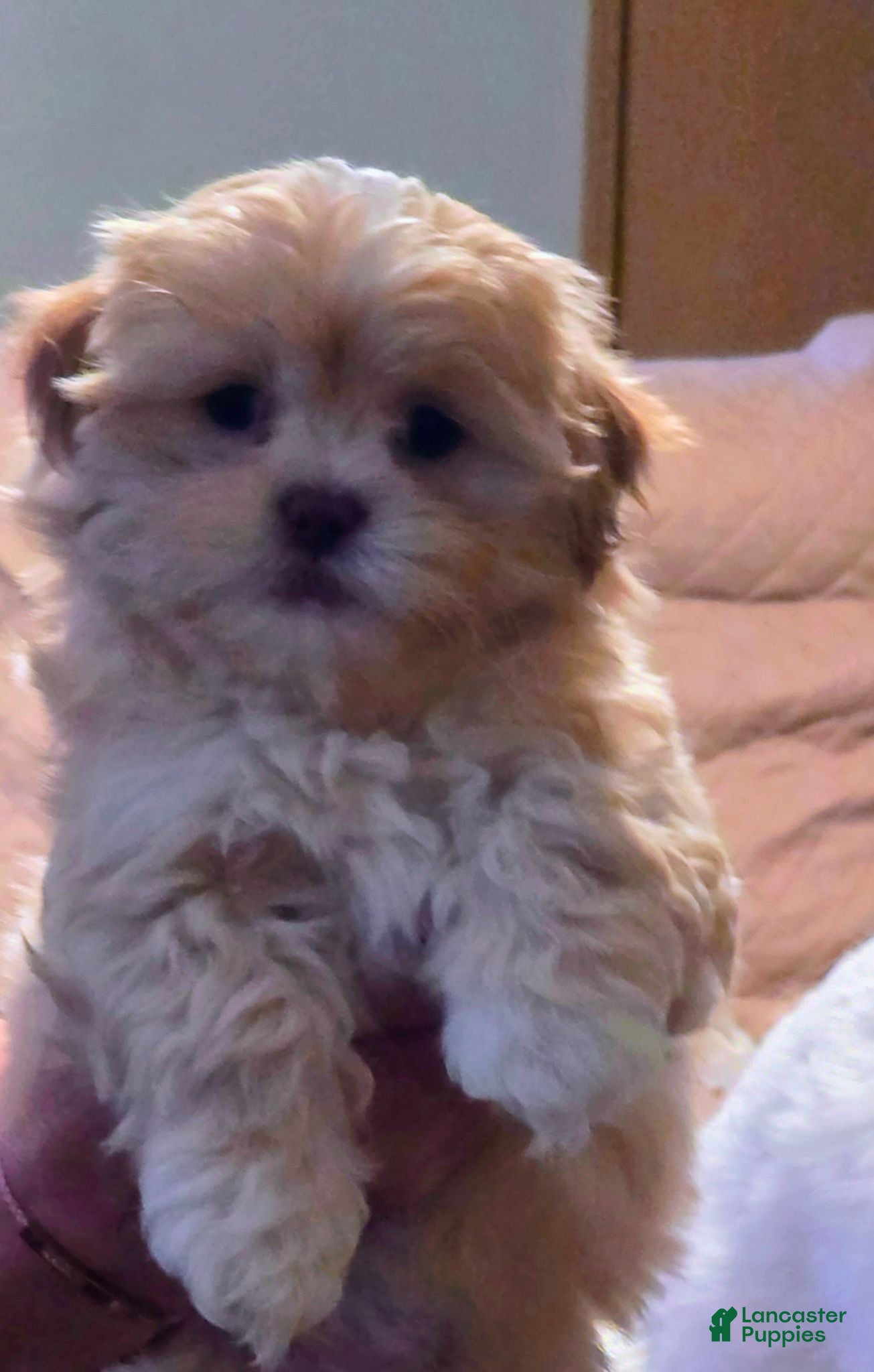Mixed Breed dogs Mixed Breed Puppy 1 - Ad 13