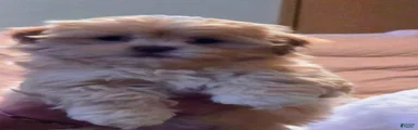 Mixed Breed Puppy 1