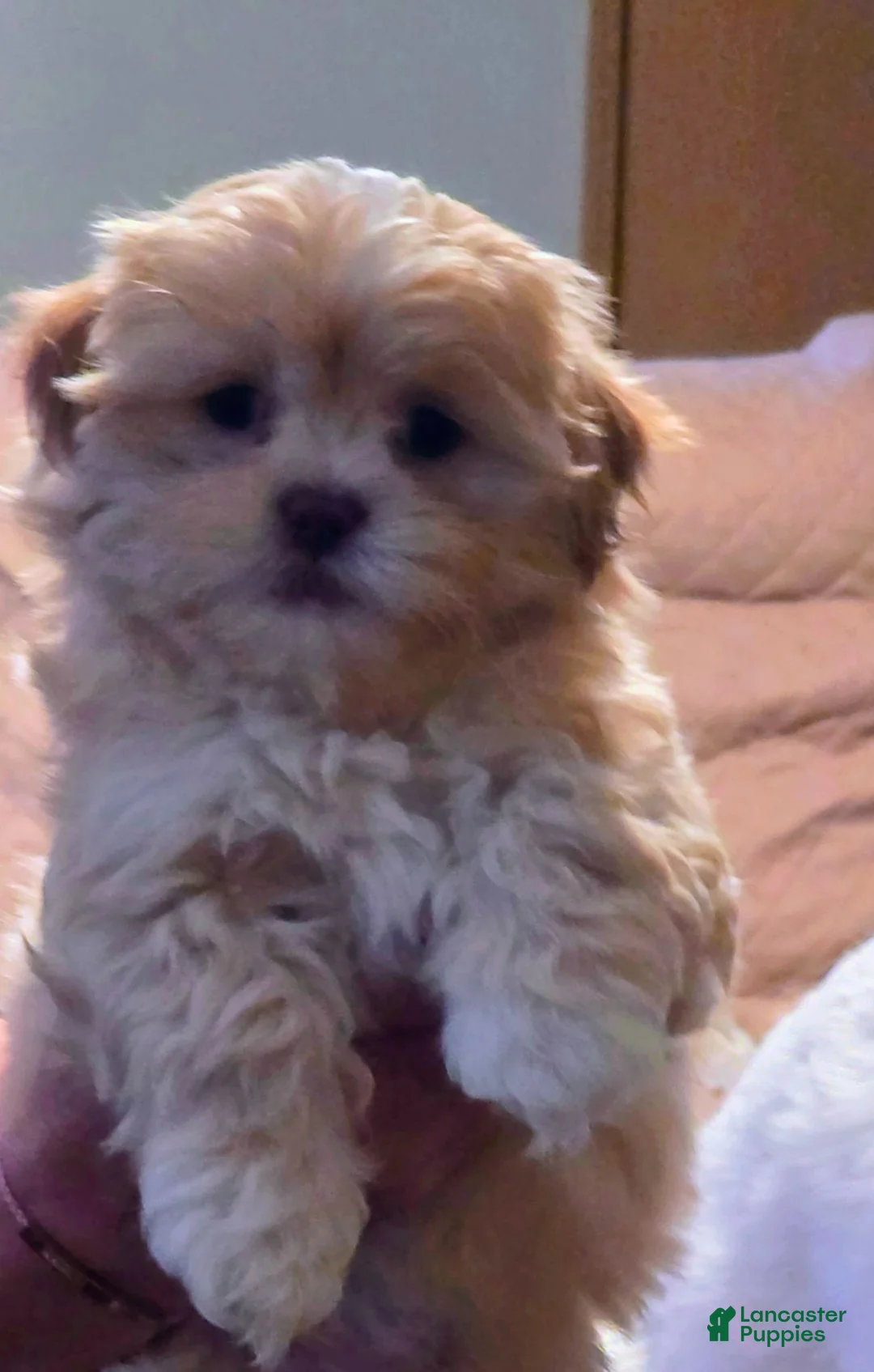 Mixed Breed dogs for sale: Mixed Breed Puppy 1 - Ad 1