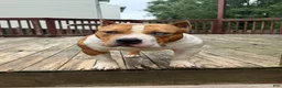 American Bully dogs for sale: Champ - Ad 1