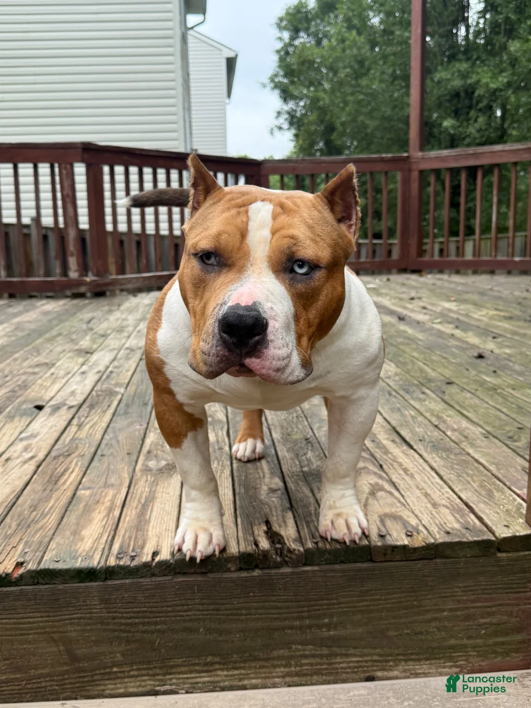 American Bully dogs for sale: Champ - Ad 1