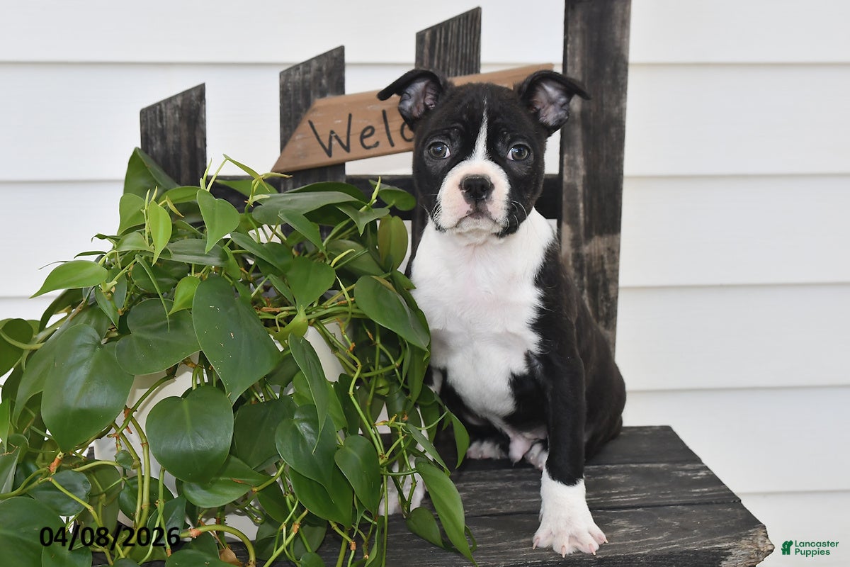 Boston Terrier dogs Preston - Ad 1