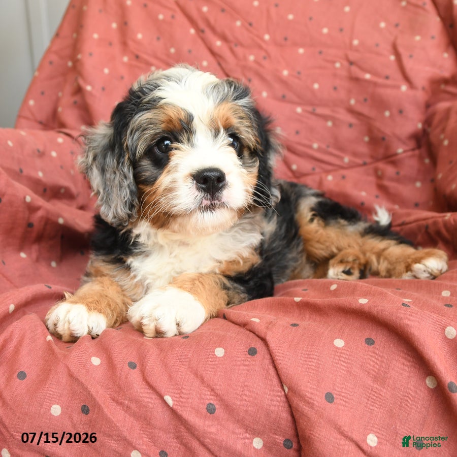 Mini Bernedoodle dogs Munchkin  NoParti - Ad 1