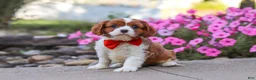 Cavalier King Charles Spaniel dogs for sale: Logan - Ad 1