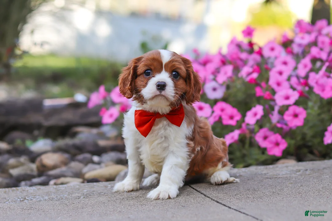 Cavalier King Charles Spaniel dogs for sale: Logan - Ad 1